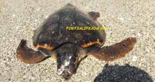 Νεκρή χελώνα καρέτα καρέτα στην παραλία του Κάστρου