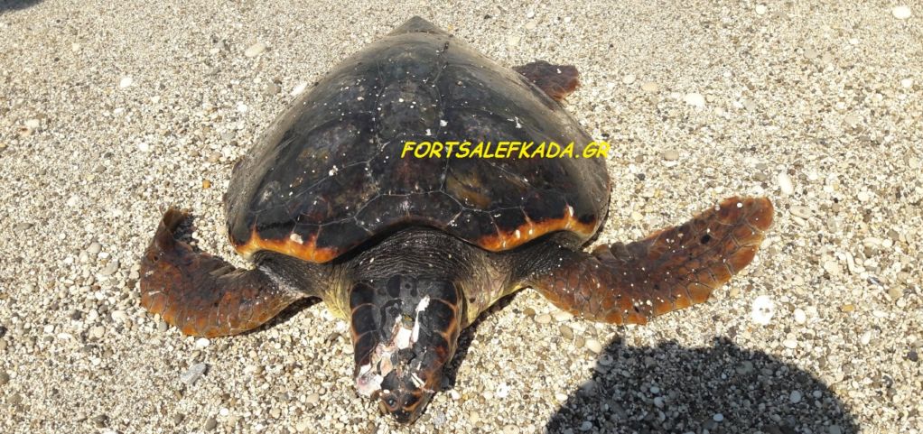 Νεκρή χελώνα καρέτα καρέτα στην παραλία του Κάστρου