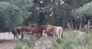 Ανεπιτήρητα βοοειδή σπέρνουν την καταστροφή