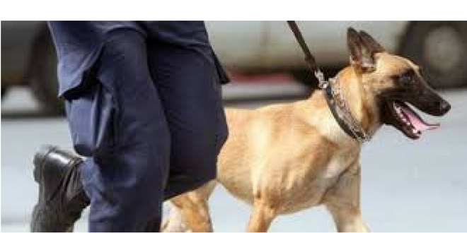 Ο αστυνομικός σκύλος ανακάλυψε τα ναρκωτικά στη Λευκάδα