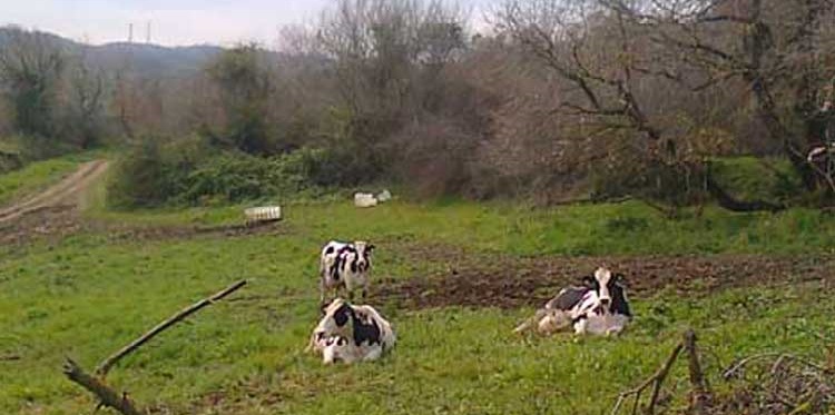 Σε «καραντίνα» μολυσμένη μονάδα βοοειδών στην Πρέβεζα