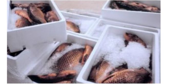 Σύλληψη για ναρκωτικά σε συσκευασία ψαριών στη Λευκάδα