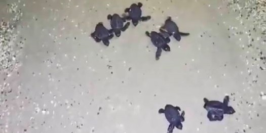 Συσκότιση για τα νεογέννητα χελωνάκια