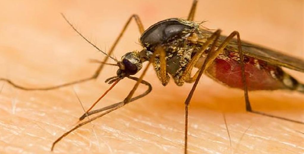 ΕΟΔΥ: Προφυλαχθείτε από τα κουνούπια και τον ιό του Δ. Νείλου
