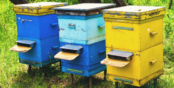 Επιδημία κατάντησε η κλοπή μελισσιών στην Νότια Λευκάδα
