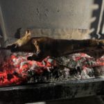 Συνάντηση της Λευκαδο Βονιτσάνικης παρέας με γουρουνόπουλο