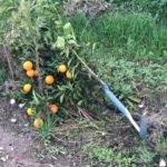 Πρωτοφανής δολιοφθορά: Έκοψαν πάνω από 80 πορτοκαλιές!