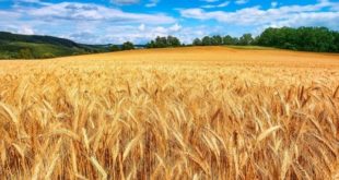 Δήλωση αποθεμάτων γεωργικών προϊόντων και τροφίμων
