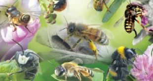 Σύλλογος Μελάνυδρος: Περί μέλισσας διάλεξη στο Νιοχώρι
