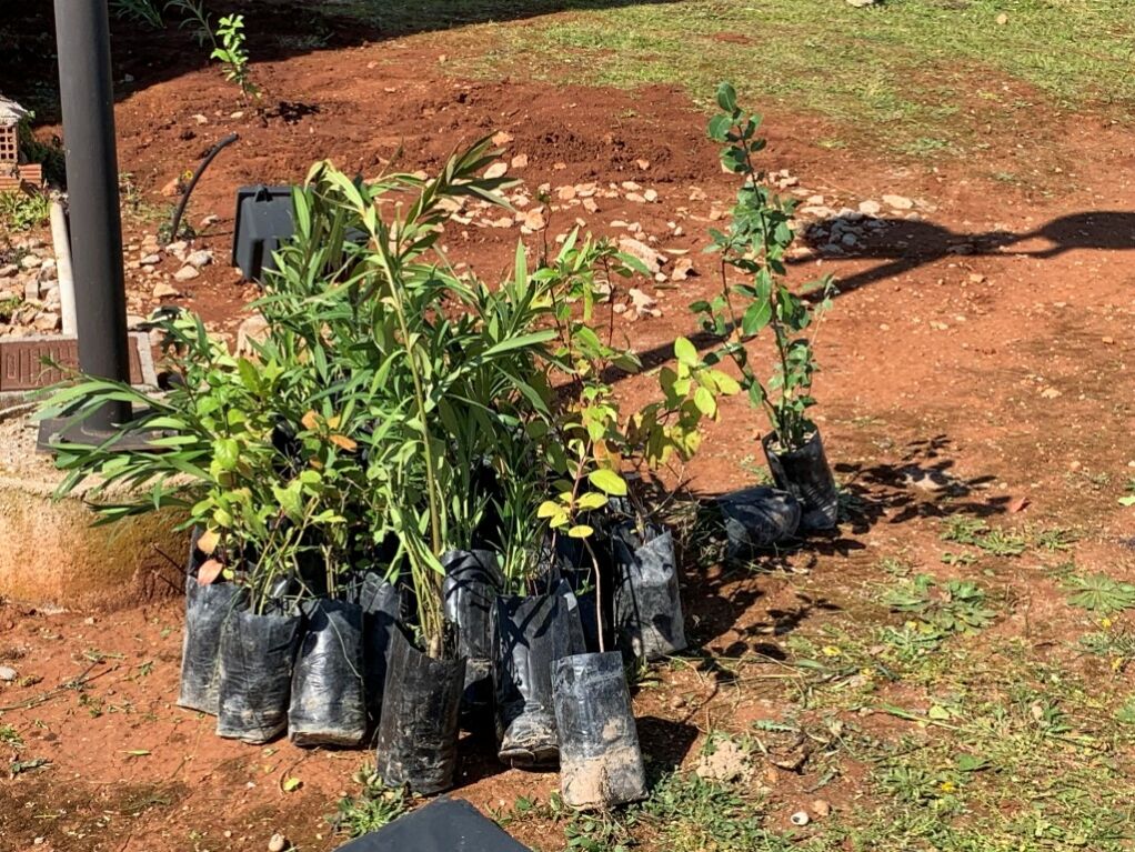 Μαθητές εθελοντές τεσσάρων σχολείων φύτεψαν δενδρόκηπο στο Διοικητήριο