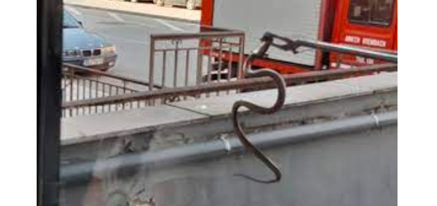 Η Πυροσβεστική έπιασε το φίδι σε σούπερ μάρκετ του Δρυμώνα